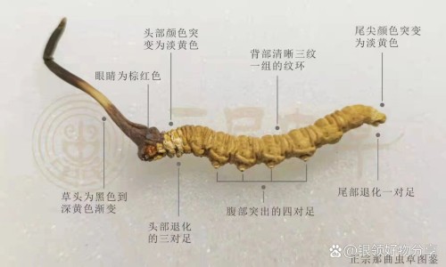 天女木兰护肤功效-天女木兰花叶的功效与作用-天女木兰花功效与作用,中国天女木兰花功效网站